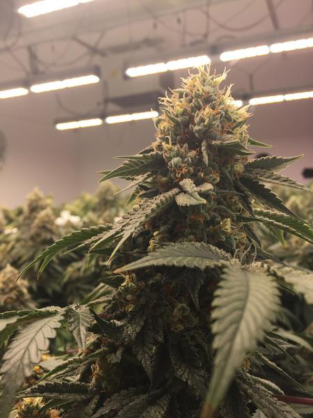 Basic Terms Every LED Grower Should Know